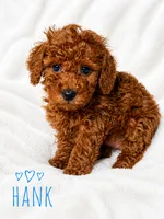 Hank, a male Poodle - Miniature  for sale in Warrensburg, MO – 1 of 1