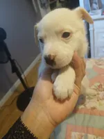 Shi zhu golden retriever lab mix , a female Golden Retriever and Shikoku for sale in Marysville, MI – 2 of 3