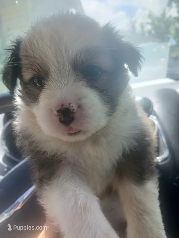 Shi zhu golden retriever lab mix  – Golden Retriever, Shikoku puppy for sale in Marysville, MI