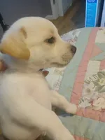 Shi zhu golden retriever lab mix , a female Golden Retriever and Shikoku for sale in Marysville, MI – 3 of 3