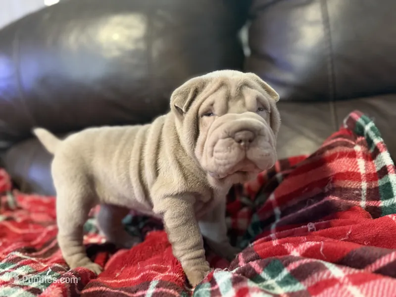 Diana – Chinese Shar-Pei puppy on hold in Wichita, KS