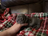 Marvel, a male Chinese Shar-Pei for sale in Wichita, KS – 5 of 5