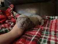 Peter, a male Chinese Shar-Pei for sale in Wichita, KS – 3 of 5