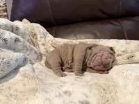 Peter, a male Chinese Shar-Pei for sale in Wichita, KS – 6 of 9