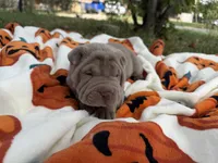 Pepper, a female Miniature Shar-Pei for sale in Wichita, KS – 5 of 6
