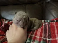 Parker, a male Chinese Shar-Pei for sale in Wichita, KS – 5 of 5