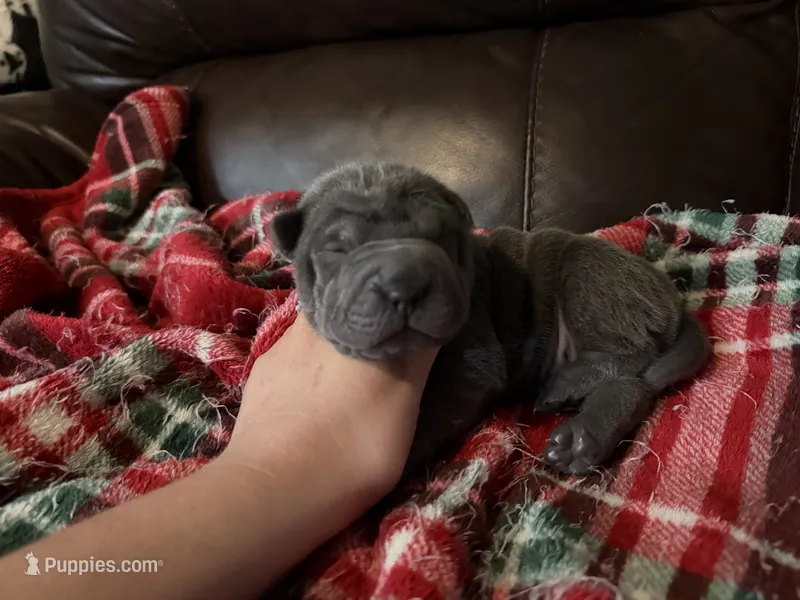 Natasha  – Chinese Shar-Pei puppy on hold in Wichita, KS