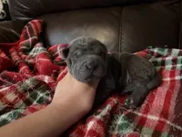 Natasha , a female Chinese Shar-Pei for sale in Wichita, KS – 1 of 5