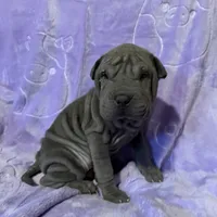 Aurora, a female Chinese Shar-Pei for sale in Wichita, KS – Photo 4 of 5