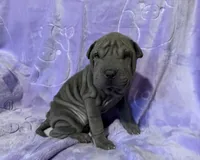 Aurora, a female Chinese Shar-Pei for sale in Wichita, KS – Photo 4 of 5