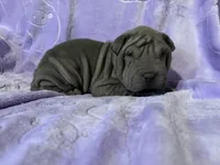 Aurora, a female Chinese Shar-Pei for sale in Wichita, KS – Photo 5 of 5
