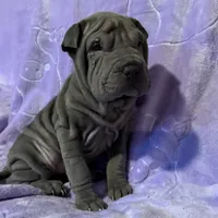 Aurora, a female Chinese Shar-Pei for sale in Wichita, KS – Photo 2 of 5