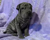 Aurora, a female Chinese Shar-Pei for sale in Wichita, KS – Photo 2 of 5
