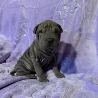 Aurora, a female Chinese Shar-Pei for sale in Wichita, KS – Photo 3 of 5