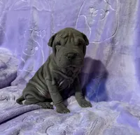 Aurora, a female Chinese Shar-Pei for sale in Wichita, KS – Photo 3 of 5