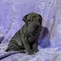 Aurora, a female Chinese Shar-Pei for sale in Wichita, KS – Photo 1 of 5
