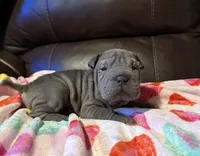 processed/e1177752-412e-4a31-9054-b130c42c11e0/listing/16b6a4dc-e4a1-496e-a0ae-9669dd046caf/83fc8222-d9c4-410a-8541-515c0679f22b