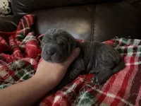Natasha , a female Chinese Shar-Pei for sale in Wichita, KS – 5 of 5