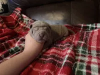 Peter, a male Chinese Shar-Pei for sale in Wichita, KS – 5 of 5