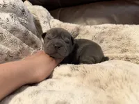 Marvel, a male Miniature Shar-Pei for sale in Wichita, KS – 8 of 10