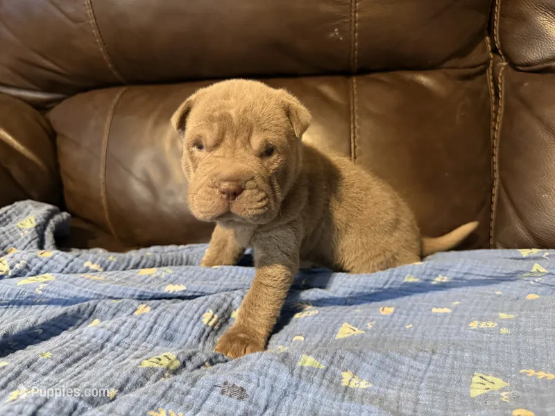 Sage – Miniature Shar-Pei puppy for sale in Wichita, KS