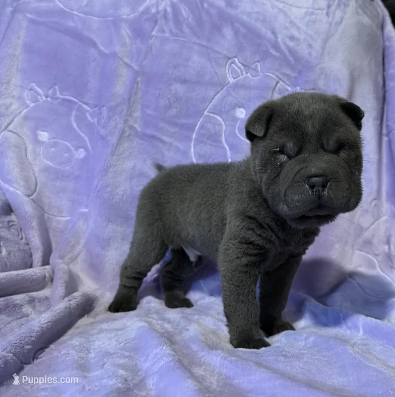 Sulley, a male Chinese Shar-Pei for sale in Wichita, KS – Photo 1 of 5