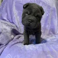 Sulley, a male Chinese Shar-Pei for sale in Wichita, KS – Photo 2 of 5