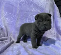 Sulley, a male Chinese Shar-Pei for sale in Wichita, KS – Photo 4 of 5