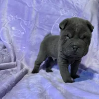 Sulley, a male Chinese Shar-Pei for sale in Wichita, KS – Photo 3 of 5