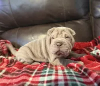 Diana, a female Chinese Shar-Pei for sale in Wichita, KS – 3 of 5