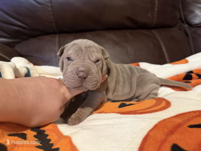 Pistachio – Chinese Shar-Pei puppy for sale in Wichita, KS