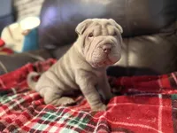 Hal, a male Chinese Shar-Pei for sale in Wichita, KS – 3 of 5