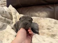 Gwen, a female Chinese Shar-Pei for sale in Wichita, KS – 1 of 4