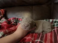 Pepper, a female Chinese Shar-Pei for sale in Wichita, KS – 2 of 5
