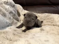 Marvel, a male Miniature Shar-Pei for sale in Wichita, KS – 7 of 10