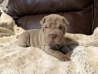 Pepper, a female Chinese Shar-Pei for sale in Wichita, KS – 2 of 10