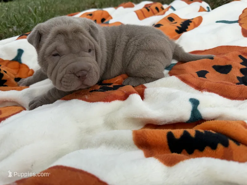 Pepper – Miniature Shar-Pei puppy for sale in Wichita, KS
