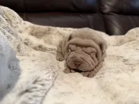 Peter, a male Chinese Shar-Pei for sale in Wichita, KS – 4 of 9