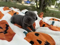 Marvel, a male Miniature Shar-Pei for sale in Wichita, KS – 4 of 10
