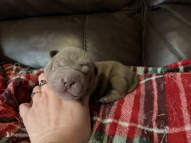 Parker – Chinese Shar-Pei puppy for sale in Wichita, KS