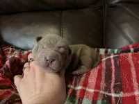 Parker, a male Chinese Shar-Pei for sale in Wichita, KS – 1 of 5