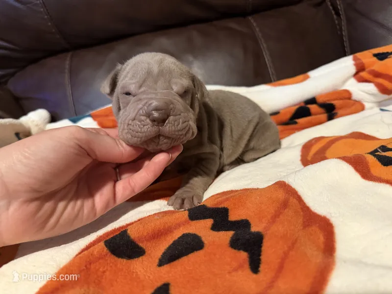 Forest – Miniature Shar-Pei puppy for sale in Wichita, KS