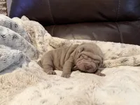 Peter, a male Chinese Shar-Pei for sale in Wichita, KS – 5 of 9