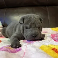 Boo, a female Chinese Shar-Pei for sale in Wichita, KS – Photo 4 of 9