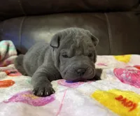 Boo, a female Chinese Shar-Pei for sale in Wichita, KS – Photo 4 of 9