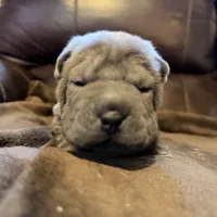 Boo, a female Chinese Shar-Pei for sale in Wichita, KS – Photo 5 of 9