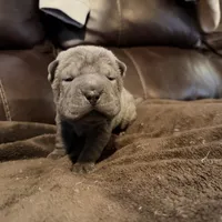Boo, a female Chinese Shar-Pei for sale in Wichita, KS – Photo 8 of 9