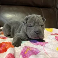 Boo, a female Chinese Shar-Pei for sale in Wichita, KS – Photo 2 of 9