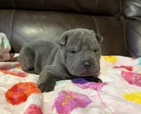 Boo, a female Chinese Shar-Pei for sale in Wichita, KS – Photo 2 of 9
