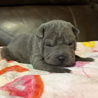Boo, a female Chinese Shar-Pei for sale in Wichita, KS – Photo 1 of 9